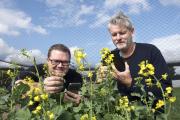 Photo of two people with some flowing canola using CropScout on thier mobile phones