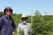 Industrial hemp trials in southern Western Australia 