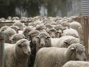 Catttle of Sheep