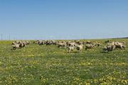 Sheep grazing on pasture