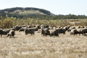Photograph of sheep grazing saltbush and salt tolerant grasses