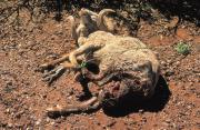 Ram with damaged scrotum following wild dog attack.