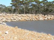 Sheep drinking at a dam