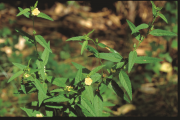 Sida (Sida acuta) plant