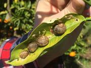 Brown garden snails on a citrus leaf