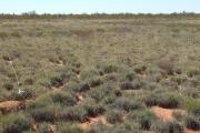 Soft Spinifex pastures in the Uaroo land system