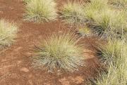 Photograph of soft spinifex (Triodia pungens) in the east Kimberley