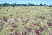 Photograph of soft spinifex (Triodia pungens) pasture in good condition in the east Kimberley