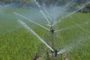 Irrigation on carrot crop in Myalup
