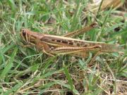 Adult spur-throated locust