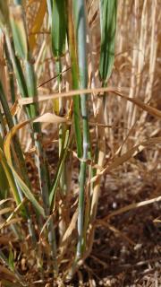  Barley regrowth showing symptoms of wheat stem rust  that it is hosting during autumn in the lower great southern.