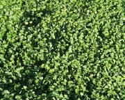 sub-clover