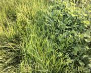 The left of the image is without herbicide treatment a grass monoculture. The right side of the image has been treated and is a mixed pasture of about 80 percent clover 20 percent grass. 