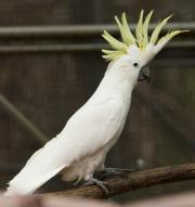 Sulphur crested cockatoo with yellow upright crest