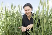 Svetlana Micic with snails in wheat crop, Snapbait app