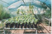 Growing out banana plants from tissue culture.