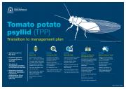Tomato potato psyllid Transition to management plan overview