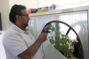 A researcher extracting psyllid from a tomato plant