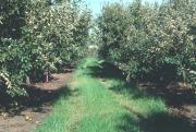 The lighter colour to leaves in apple orchards indicate a mite infestation
