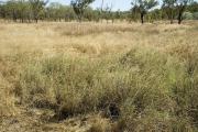 Photograph of Tippera tall grass plain pasture in fair condition in the Kimberley