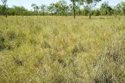 Photograph of Tippera tall grass plain pasture in good condition in the Kimberley