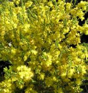 yellow flowers of Verticordia chrysostacys