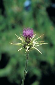 Close up view of variegated thistle showing the solitary purple flower head surrounded by long spiny bracts