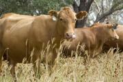 Cattle on Rhodes grass