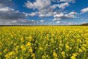 Photograph of a canola field with a stunning cloudy sky backdrop.