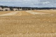 Cereal stubble left standing in the paddock