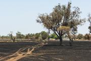 Agricultural land burnt by fire