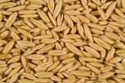 Bright, plump oat grain
