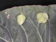 Small raised white blister galls on upper surface of cauliflower leaf