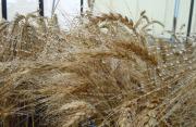 Image of wheat head following misting of water in the glasshouse