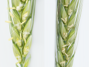 Healthy anthers during flowering (left), frosted anthers (right)