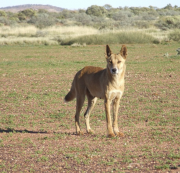 Wild dog targeted for baiting.