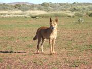 Wild dog in the rangelands