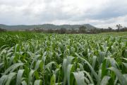 Spring growth of an oat crop in York 2013