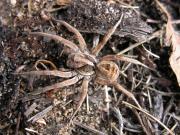 A wolf spider camoflaged in mulch, sand and leaf litter