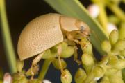 Close up showing the light brown Leaf eating ladybeetle on vegetation