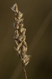Hard spinifex seedhead with seeds and persistent papery glumes on short stalks.