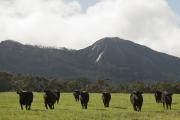 Angus cattle in paddock