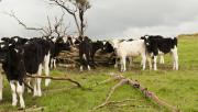 Cows standing in paddock with trees nearby