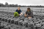 DAFWA Development Officer Rohan Prince and a vegetable farmer crouching in a field of lettuces with Rohan holding a lettuce plant in his hands inspecting the roots.