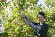 Technical officer Lisa Starkey checking on fruit development in the demo plot at Matijari Orchards