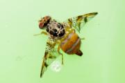 Mediterranean fruit fly 
