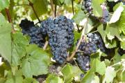 Gamay wine grapes