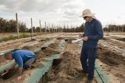 Measuring the wetting pattern beneath drip irrigation