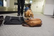 Quarantine detector dogs at Perth Domestic Airport