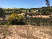 Native plant regeneration at step in creek where water is held back
